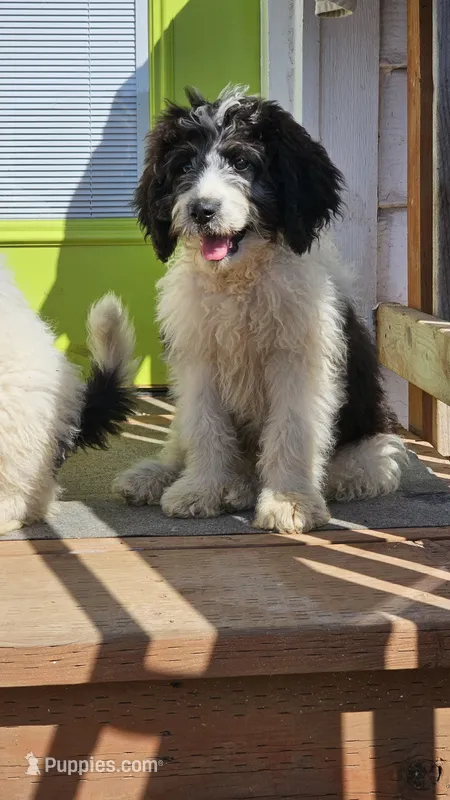 WA-St.Berdoodle "Yellow"