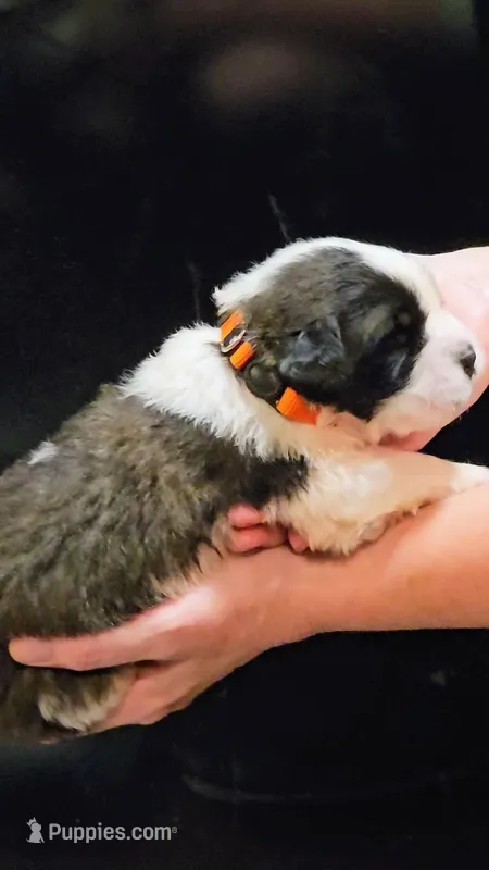 AKC SAINT- ORANGE BOY, a male Saint Bernard for sale in Brush Prairie, WA – Photo 1 of 5