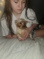 Lilly, a female Yorkshire Terrier for sale in Omaha, NE – 3 of 5