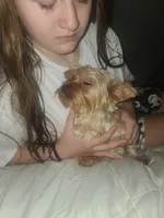Lilly, a female Yorkshire Terrier for sale in Omaha, NE – 5 of 5