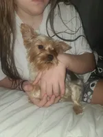 Lilly, a female Yorkshire Terrier for sale in Omaha, NE – 4 of 5