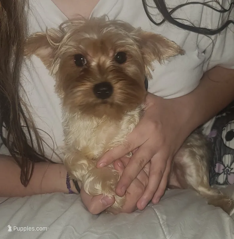 Lilly – Yorkshire Terrier puppy for sale in Omaha, NE