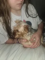Lilly, a female Yorkshire Terrier for sale in Omaha, NE – 2 of 5