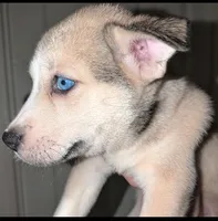 Mindey, a female Siberian Husky and American Pit Bull Terrier for sale in Orlando, FL – 8 of 8