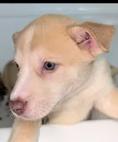 Peana, a female Siberian Husky and American Pit Bull Terrier for sale in Orlando, FL – 2 of 9