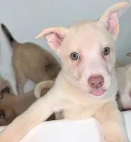 Tina, a female Siberian Husky and American Pit Bull Terrier for sale in Orlando, FL – 5 of 5