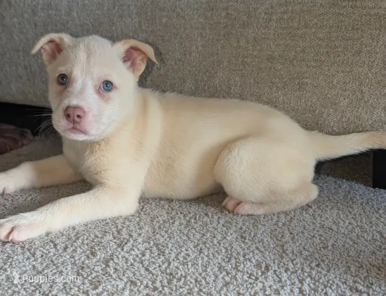 Tina – Siberian Husky, American Pit Bull Terrier puppy for sale in Orlando, FL