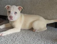 Tina, a female Siberian Husky and American Pit Bull Terrier for sale in Orlando, FL – 1 of 5