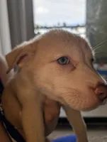 Peana, a female Siberian Husky and American Pit Bull Terrier for sale in Orlando, FL – 3 of 9