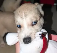 Mindey, a female Siberian Husky and American Pit Bull Terrier for sale in Orlando, FL – 3 of 8