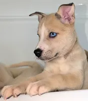 Celia , a female Siberian Husky and American Pit Bull Terrier for sale in Orlando, FL – 3 of 7