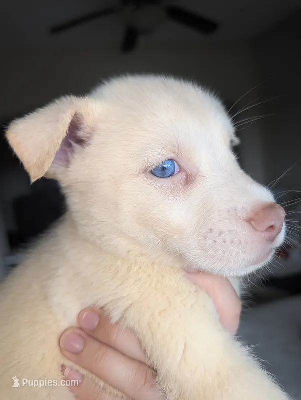 Frozen – Siberian Husky, American Pit Bull Terrier puppy for sale in Orlando, FL