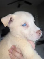 Frozen, a female Siberian Husky and American Pit Bull Terrier for sale in Orlando, FL – 1 of 6