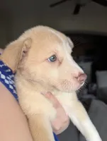 Peana, a female Siberian Husky and American Pit Bull Terrier for sale in Orlando, FL – 5 of 9