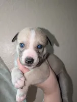 Celia , a female Siberian Husky for sale in Orlando, FL – 2 of 3