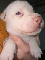 Tina, a female Siberian Husky for sale in Orlando, FL – 2 of 3
