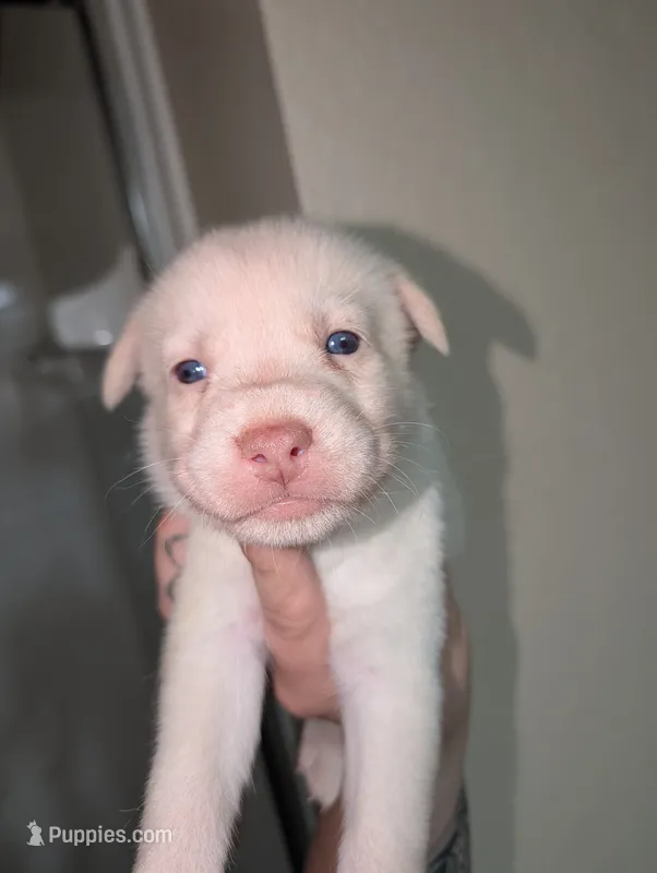 Frozen – Siberian Husky puppy for sale in Orlando, FL