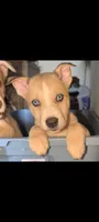 Celia , a female Siberian Husky and American Pit Bull Terrier for sale in Orlando, FL – 7 of 7