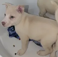 Tina, a female Siberian Husky and American Pit Bull Terrier for sale in Orlando, FL – 4 of 5