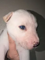 Stella, a female Siberian Husky for sale in Orlando, FL – 3 of 3
