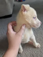 Frozen, a female Siberian Husky and American Pit Bull Terrier for sale in Orlando, FL – 6 of 6