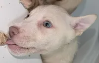Tina, a female Siberian Husky and American Pit Bull Terrier for sale in Orlando, FL – 3 of 5