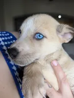 Celia , a female Siberian Husky and American Pit Bull Terrier for sale in Orlando, FL – 4 of 7