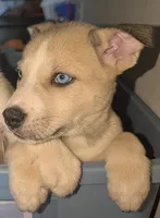 Celia , a female Siberian Husky and American Pit Bull Terrier for sale in Orlando, FL – 5 of 7