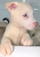Frozen, a female Siberian Husky and American Pit Bull Terrier for sale in Orlando, FL – 2 of 6