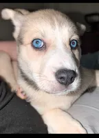 Mindey, a female Siberian Husky and American Pit Bull Terrier for sale in Orlando, FL – 7 of 8