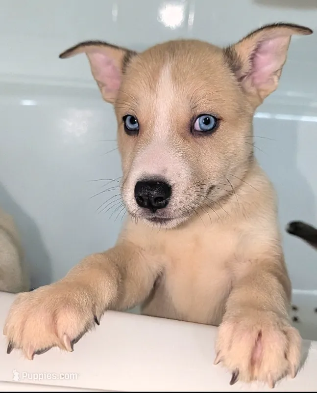 Celia  – Siberian Husky, American Pit Bull Terrier puppy for sale in Orlando, FL
