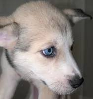 Mindey, a female Siberian Husky and American Pit Bull Terrier for sale in Orlando, FL – 4 of 8
