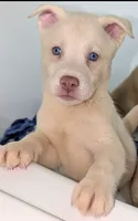 Frozen, a female Siberian Husky and American Pit Bull Terrier for sale in Orlando, FL – 4 of 6