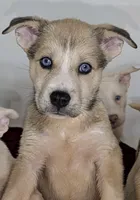 Mindey, a female Siberian Husky and American Pit Bull Terrier for sale in Orlando, FL – 6 of 8