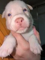 Tina, a female Siberian Husky for sale in Orlando, FL – 3 of 3