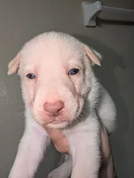 Frozen, a female Siberian Husky for sale in Orlando, FL – 4 of 4