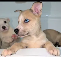 Celia , a female Siberian Husky and American Pit Bull Terrier for sale in Orlando, FL – 2 of 7