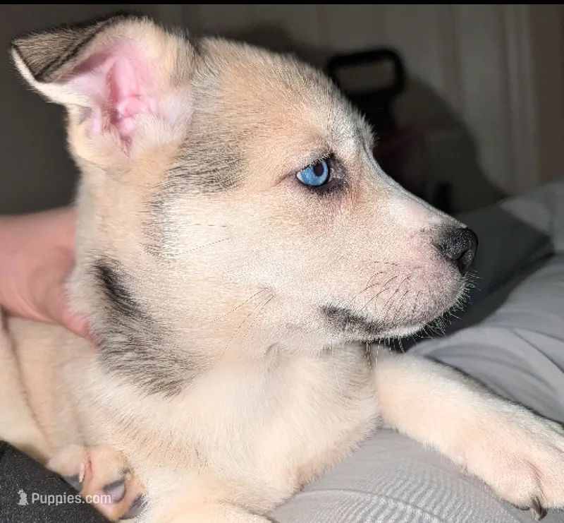 Mindey – Siberian Husky, American Pit Bull Terrier puppy for sale in Orlando, FL