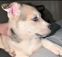Mindey, a female Siberian Husky and American Pit Bull Terrier for sale in Orlando, FL – 2 of 8