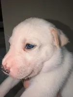 Stella, a female Siberian Husky for sale in Orlando, FL – 2 of 3