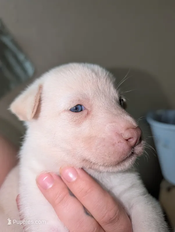 Tina – Siberian Husky puppy for sale in Orlando, FL
