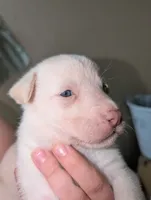 Tina, a female Siberian Husky for sale in Orlando, FL – 1 of 3