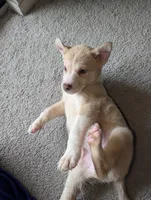 Peana, a female Siberian Husky and American Pit Bull Terrier for sale in Orlando, FL – 8 of 9