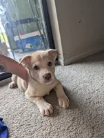 Peana, a female Siberian Husky and American Pit Bull Terrier for sale in Orlando, FL – 4 of 9