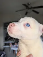 Frozen, a female Siberian Husky and American Pit Bull Terrier for sale in Orlando, FL – 3 of 6