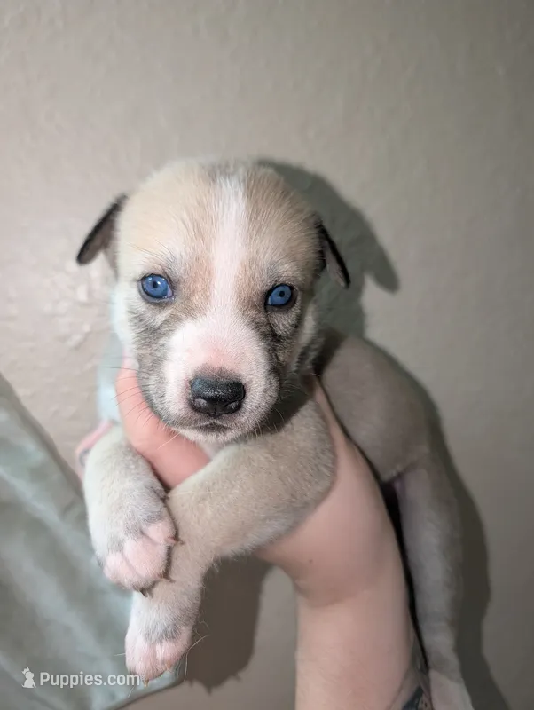 Celia  – Siberian Husky puppy for sale in Orlando, FL