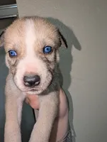 Celia , a female Siberian Husky for sale in Orlando, FL – 3 of 3