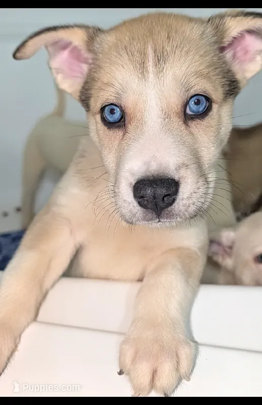 Mindey – Siberian Husky, American Pit Bull Terrier puppy for sale in Orlando, FL