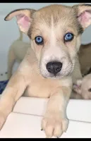 Mindey, a female Siberian Husky and American Pit Bull Terrier for sale in Orlando, FL – 1 of 8