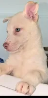 Tina, a female Siberian Husky and American Pit Bull Terrier for sale in Orlando, FL – 2 of 5